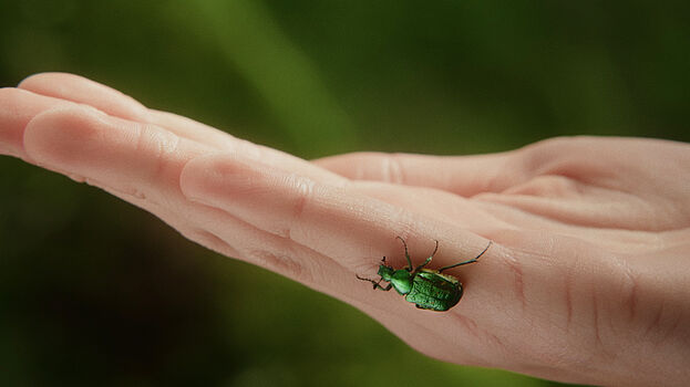 Eine Hand, auf der ein grüner Käfer krabbelt.