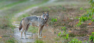 Wolf in freier Wildbahn