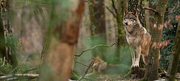 Ein aufmerksamer Wolf im Wald